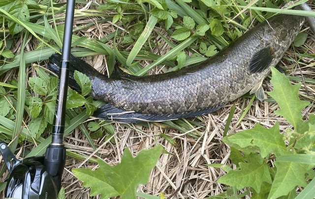 最新釣果 - つくば店 [釣具のキャスティング]