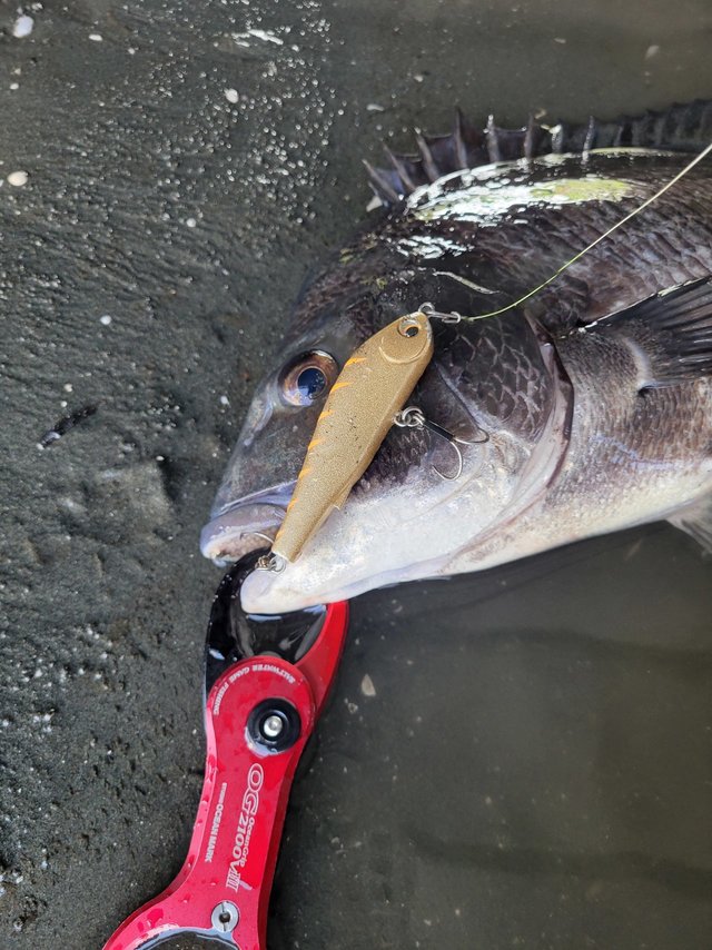 シマノ(SHIMANO) 23 ワールドシャウラリミテッド 2702R-3 ○完売