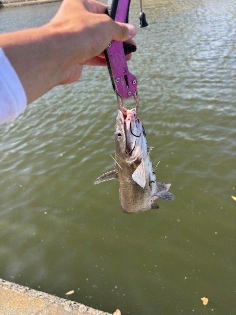 2025年06月22日(日) 茨城県 土浦店の釣果です。[釣具のキャスティング]