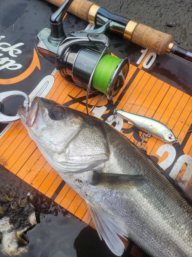 シマノ(SHIMANO) 23 ワールドシャウラリミテッド 2702R-3 ○完売