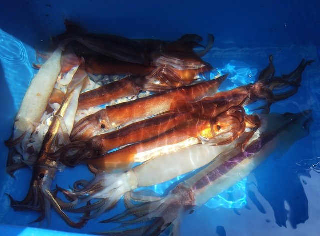 最新釣果 [釣具のキャスティング]