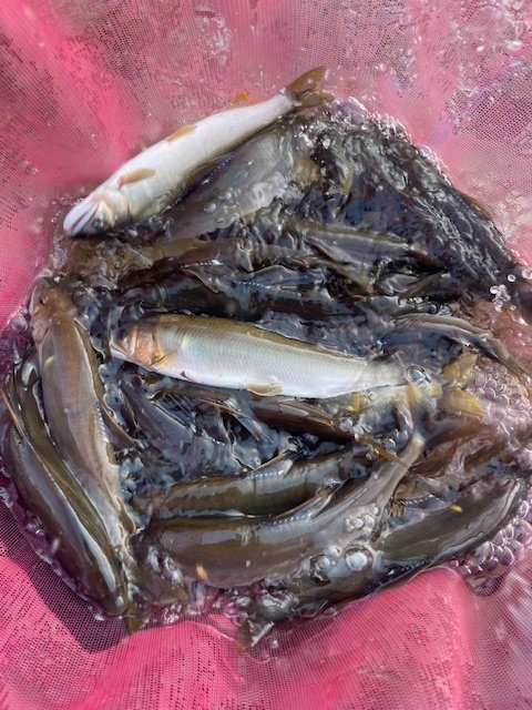 ダイワ 銀影競技スペシャル AXH90 Q 現行品 人気のA ダイワ 銀影競技