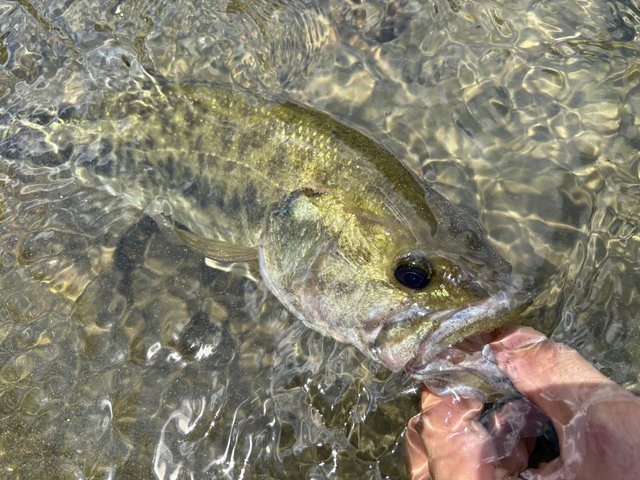 nium ベイトリール　20メタニウムHG 右巻き シマノ(SHIMANO) 20 メタニウム HG RIGHT メタニウム