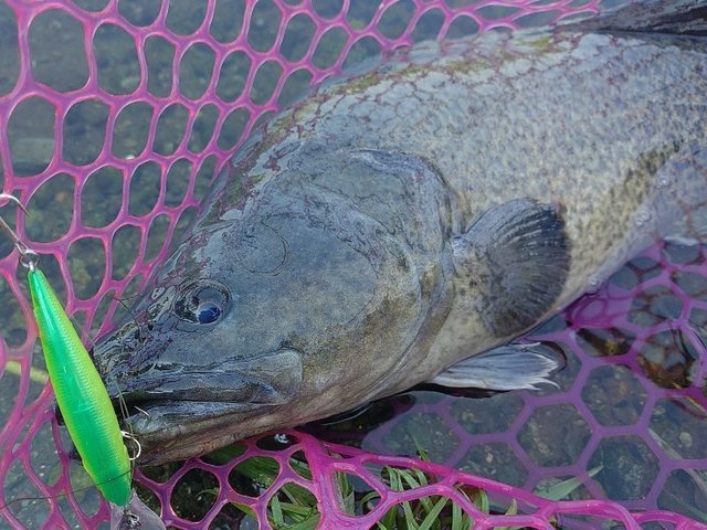 ダイワ ブラックレーベル BLX トラベル S66L-5 バーサタイル