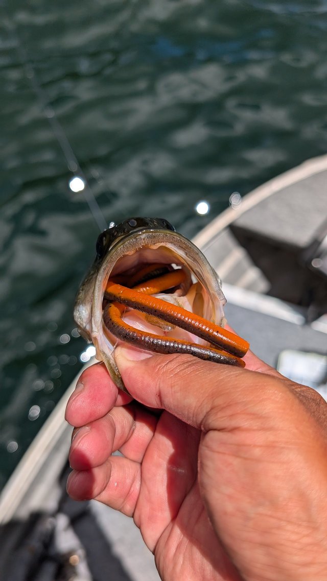 Fly Fisher 2012 年 12 月 227 バスフィッシング バス釣り Fly Fisher 2012 年 12 月 227 バスフィッシング バス釣り