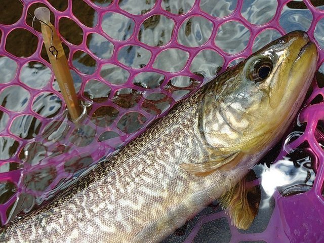 23エアリティ STLT2000S−P Daiwa 23AIRITY Airity ST LT2000S-P LT2000S-P 00061245 From