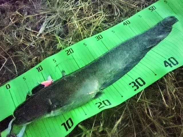 メガバス バスロッド ヴァルキリー ワールドエクスペディション MULTI