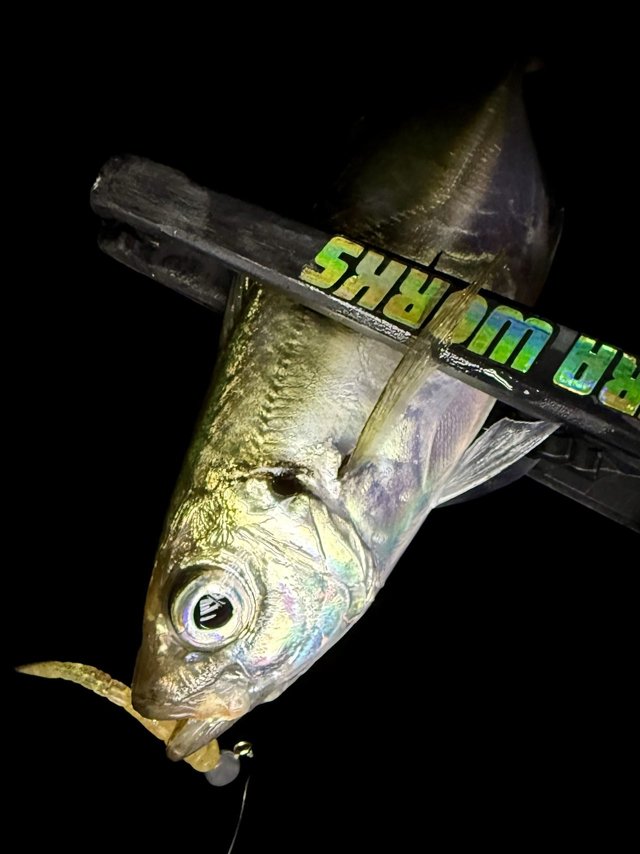Daiwa 24ルビアスST SF2000SS-H DAIWA（釣り） スピニングリール ダイワ 24LUVIAS(ルビアス)ST