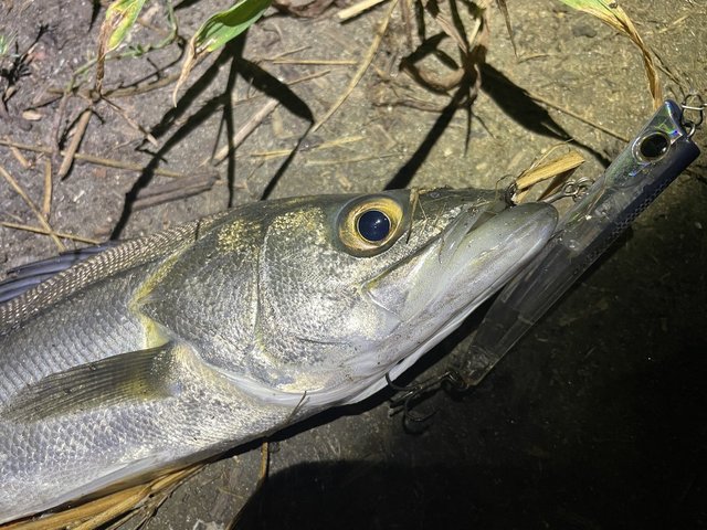 ダイワ　ラブラックス　AGS 100M・N Daiwa LABRAX ダイワ】 ラブラックス AGS 96ML DAIWA LABRAX シーバス チヌ