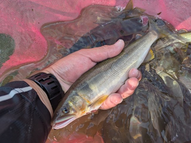 ダイワ 鮎竿 銀影競技スペシャル A H90・Q 【大型商品】【即日