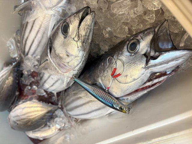 オフショアロッド　2本 ダイワ オフショアロッド アウトレイジ BR LJ 63XHB-2(ベイト