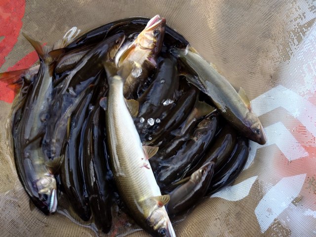 ダイワ 淡水竿 ダイワ 銀影エア A H90・Q(8ピース) ギンエイ エア