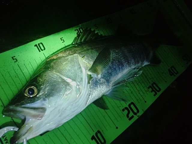 ヤマガブランクス アーリー 84ML for Mobile (スピニング/4ピース