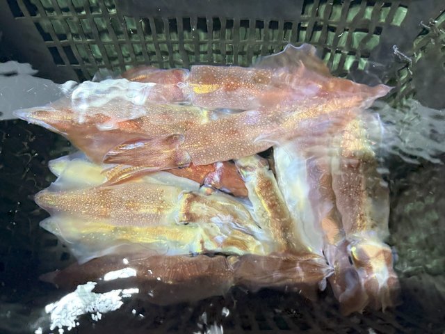 ダイワ オフショアロッド エメラルダス EX イカメタル N67LB TG(ベイト