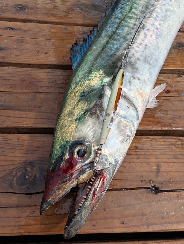 ダイワ スピニングリール 22イグジスト PC LT3000-XH【即日発送