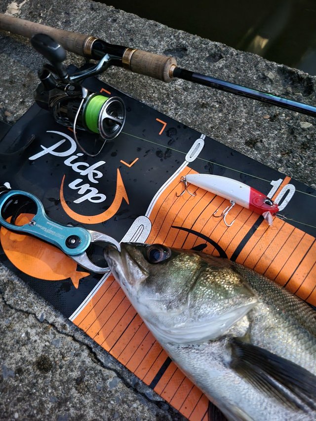 新品2702R-3 ワールドシャウラリミテッド【定価112750円】 シマノ(SHIMANO) 23 ワールドシャウラリミテッド 2702R-3 ○完売
