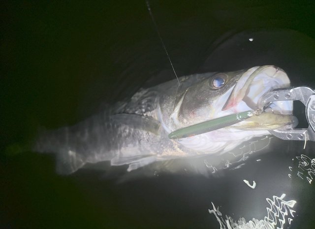 エバーグリーン シーバスロッド アバンギャルドZAGS-87L/MLR