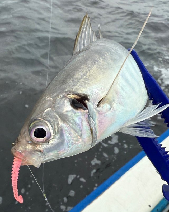 ☆希少レア！ロッド　① 一誠 海太郎 碧 五十六 IUS-962M-RF スピニングモデル issei