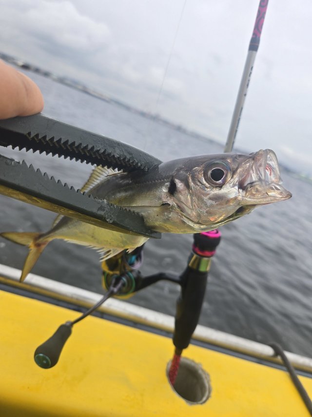 ダイワ スピニングリール 23エメラルダス RX LT2500(LT2500): リール