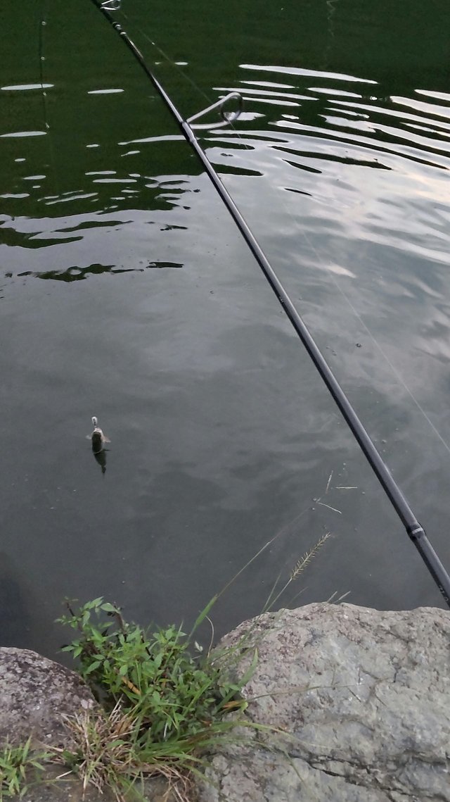ヴァルケイン トラウトロッド ダーインスレイヴ コードグライ