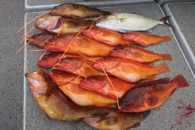 ダイワ オフショアロッド アウトレイジ SLJ 66MS-MT ダイワ オフショアロッド アウトレイジ SLJ 66MS-MT(スピニング