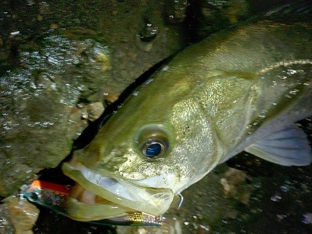 【にも様】【新品同様】ダイワ　24セルテートLT3000-XH DAIWA（釣り） ダイワ 24 セルテート LT3000-XH (2024年モデル