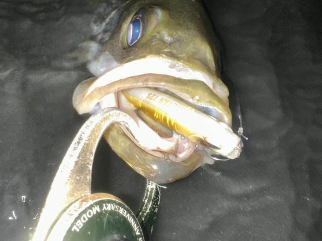 ダイワ シーバスロッド モアザン 89M/MH・J(2ピース)(89M/MH): 竿