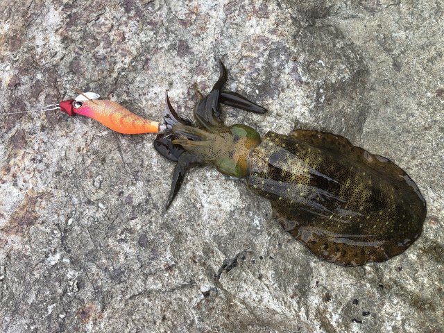 ダイワ エギングロッド エメラルダス AIR 80LML・K(2ピース