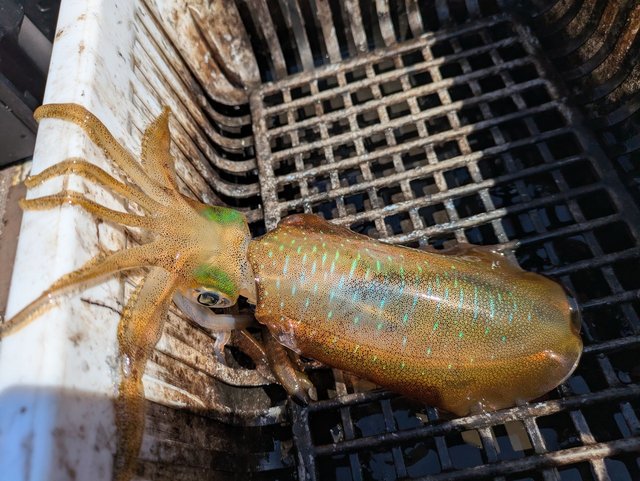 ダイワ エギングロッド エメラルダス AIR BOAT 511MLS-S・K