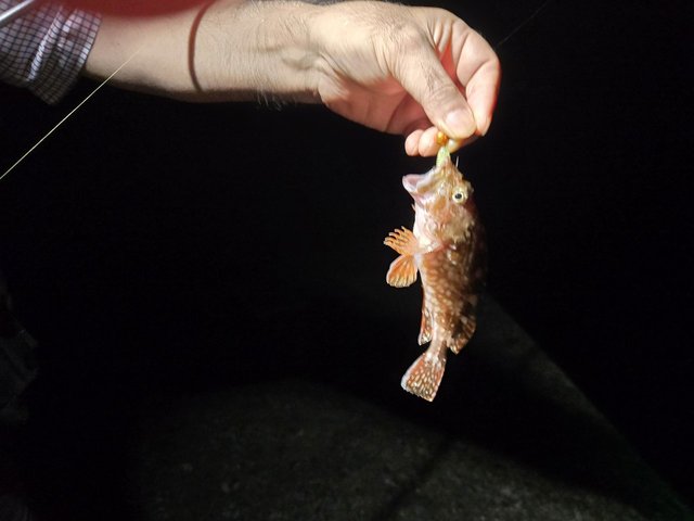 ダイワ スピニングリール 24ルビアス ST SF2000SS-P(ST SF2000SS