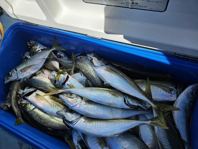 ダイワ 両軸リール ティエラA IC150L-DH 2021年モデル (左巻