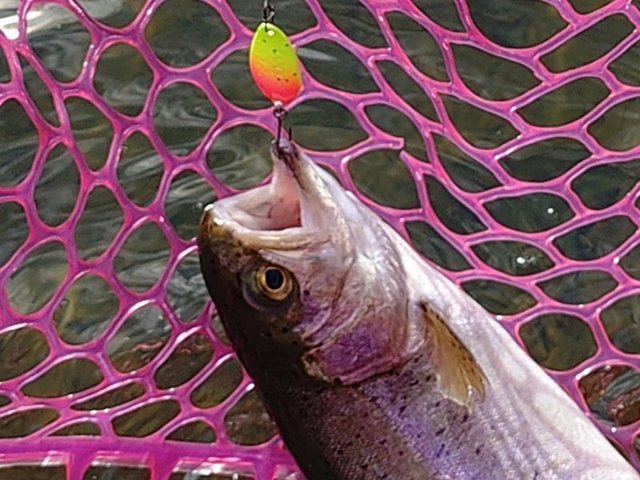 【美品❗️】24LUVIAS ST SF2000SS-P 楽天市場】(5)ダイワ 24 ルビアス ST SF2000SS-P (2025年追加