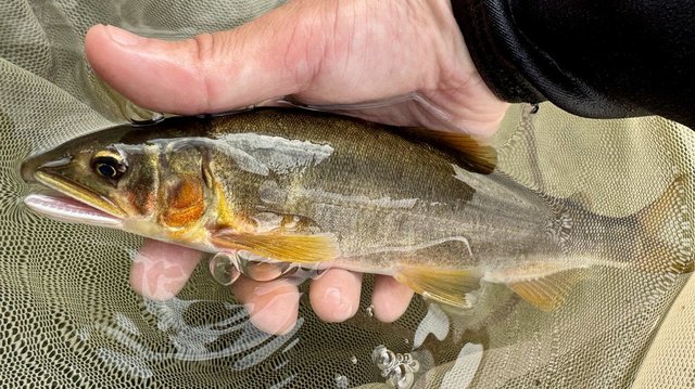 銀影AIR SHORT LTD MT 80 鮎竿 Daiwa SHORT LTD T80鮎竿 ダイワ 銀影エア SHORT LIMITED