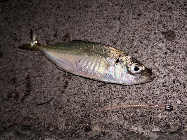 ダイワ アジングロッド 月下美人 AIR AJING 510UL-S・W