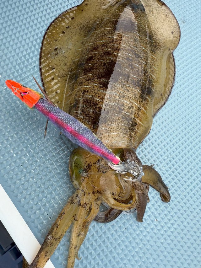 ダイワ 22 エメラルダス MX BOAT 511MLS-S・Q ダイワ エギングロッド エメラルダス EX BOAT 511MLS-SMT