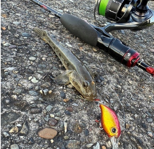 美品 ダイワ 24ルビアス ST SF 2000SS-H スピニングリール ダイワ スピニングリール 24ルビアス ST SF2000SS-H(ST SF2000SS