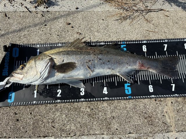 ダイワラティオ96M・Q DAIWA（釣り） ダイワ ラテオ 96M・Q ／シーバスロッド