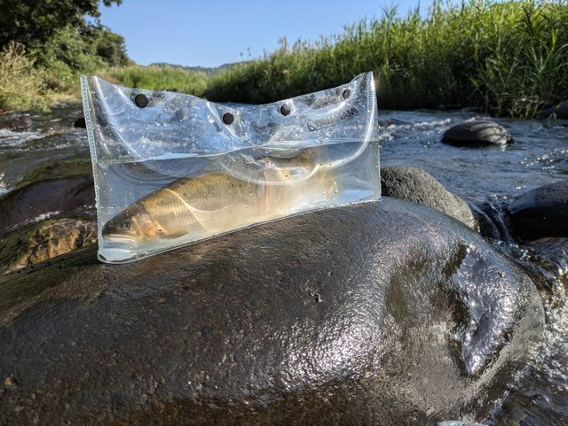 ★送料無料 友釣り 美品 ダイワ 鮎竿 銀影エア MT 急瀬抜 90・W DAIWA（釣り） ダイワ 鮎竿 銀影エア MT 急瀬抜 90・Y : つり具