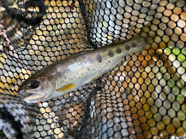 ダイワ シルバークリーク GP 46ULB-G(ベイト 2ピース)(46ULB-G): 竿