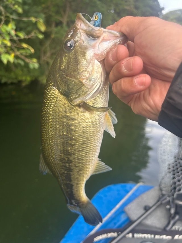 バス釣り Smallmouth bass fishing in the Motoarakawa River [Saitama