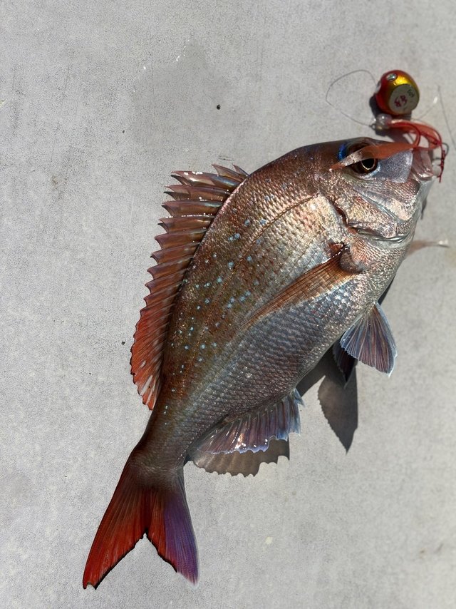 最新釣果 [釣具のキャスティング]