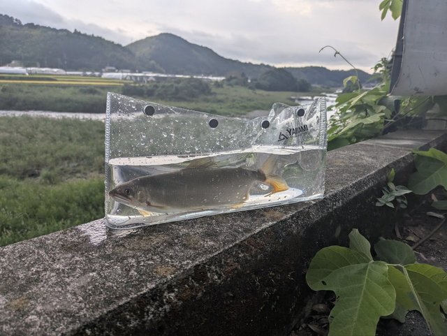 ダイワ 鮎竿 銀影エア MT 急瀬抜 XH90・W(急瀬抜 XH90・W): 竿