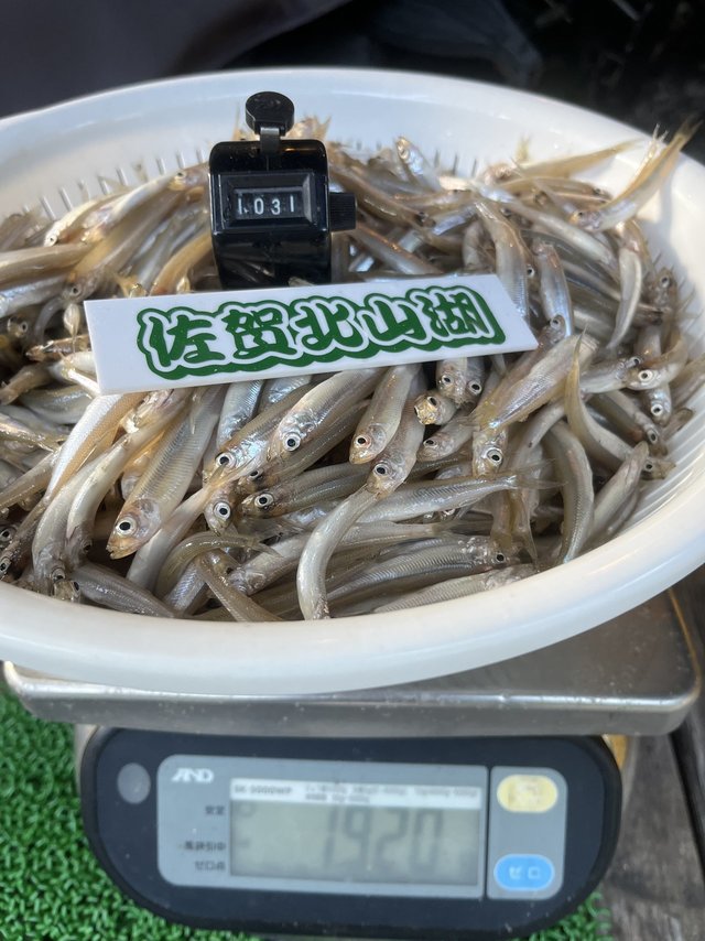 中古  ワカサギ穂先 バリバス VARIVAS MAX322HRX Amazon.co.jp: バリバス(VARIVAS) グラファイトワークス