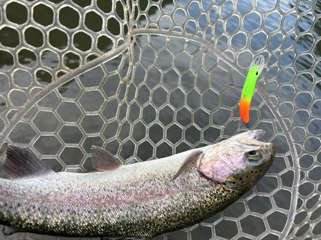 ダイワ トラウトロッド プレッソLTD AGS 61L-S(スピニング 2