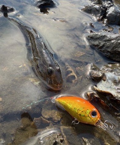 ダイワ アジ メバルロッド 月下美人EX AGS 510UL-S・Q(スピニング 2