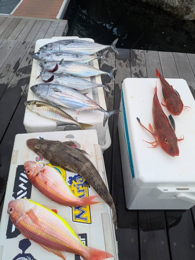 23紅牙100XHL ダイワ ベイトリール 23紅牙 100XHL(左)(100XHL): リール｜釣具の通販