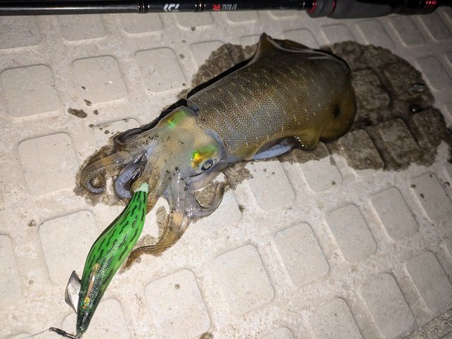 週末値下げ❗️ダイワ　エメラルダス　ストイストRT 80lml エギングロッド エギングロッド】ダイワ エメラルダス ストイスト AGS 80LM SMT