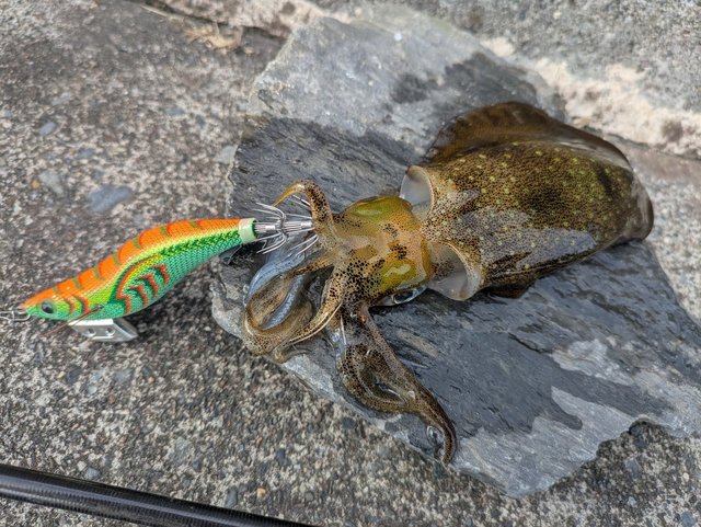 最新釣果 - 泉バイパス店 [釣具のキャスティング]
