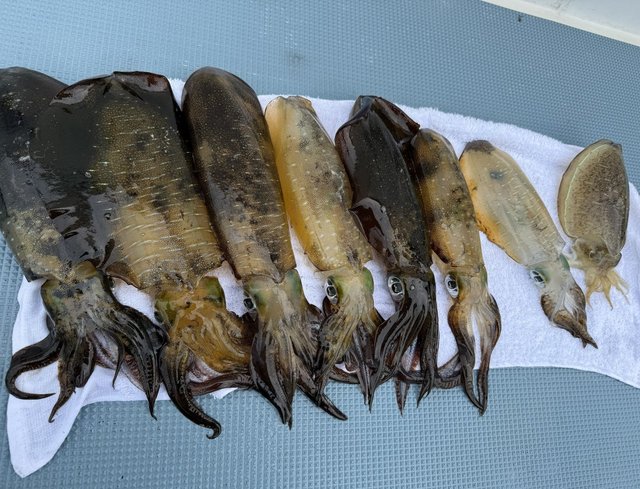 ルビです。 ダイワ スピニングリール 24ルビアス LT2500S-XH(LT2500S-XH): リール