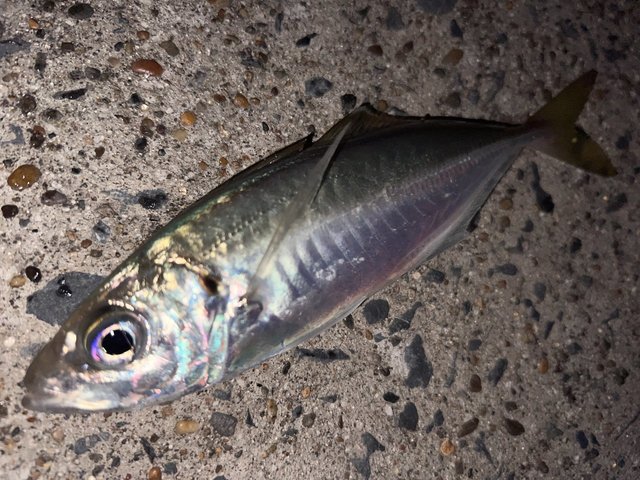 エバーグリーン アジングロッド ソルティセンセーションネオ